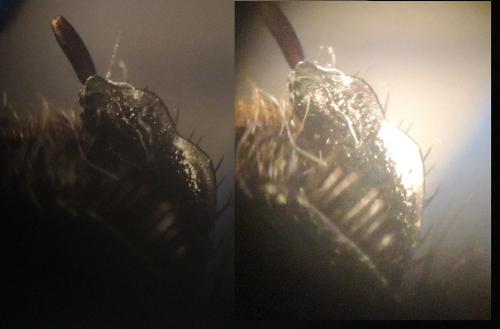 Réf. 268 471 : Geotrupes spiniger